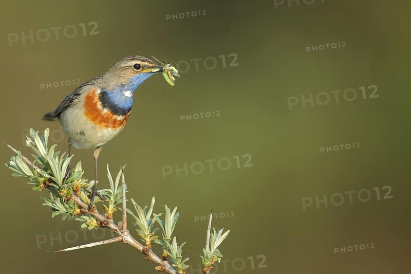 White-starred white-spotted bluethroat