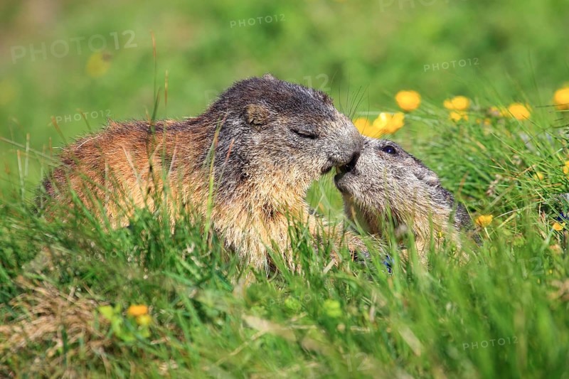 Alpine marmot couple kissing in alpine flower meadow