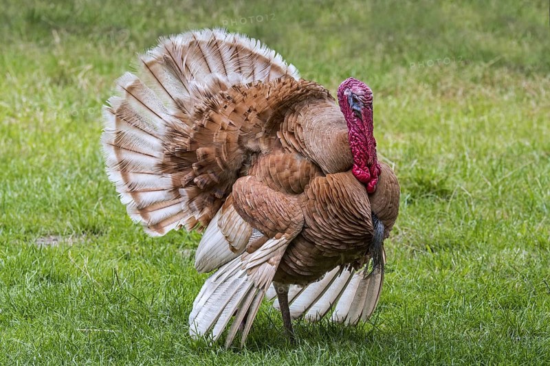 Rouge des Ardennes