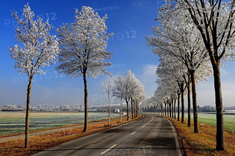 Avenue with maple trees