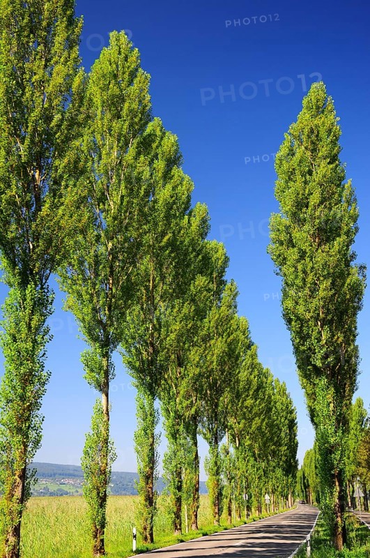 Avenue on the island of Reichenau on Lake Constance