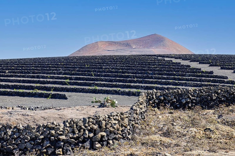Wine terraces made of lava rock