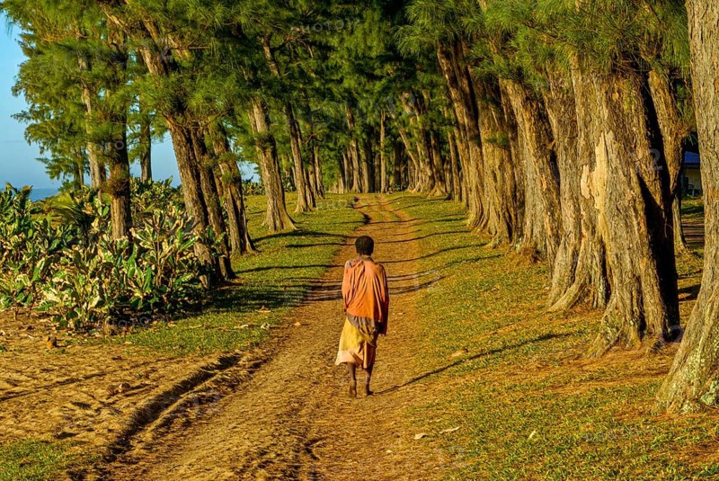 Man walking through the artifical planted tree line