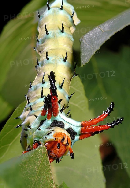 Citheronia regalis Catepillar