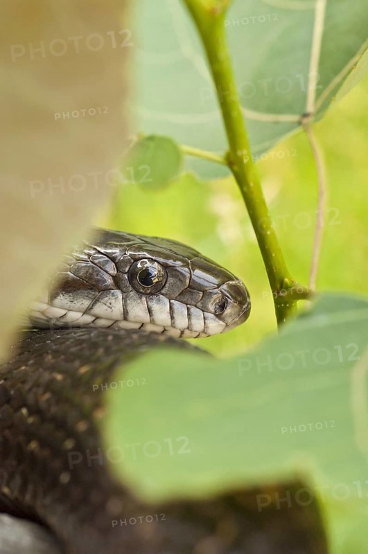 Black rat snake