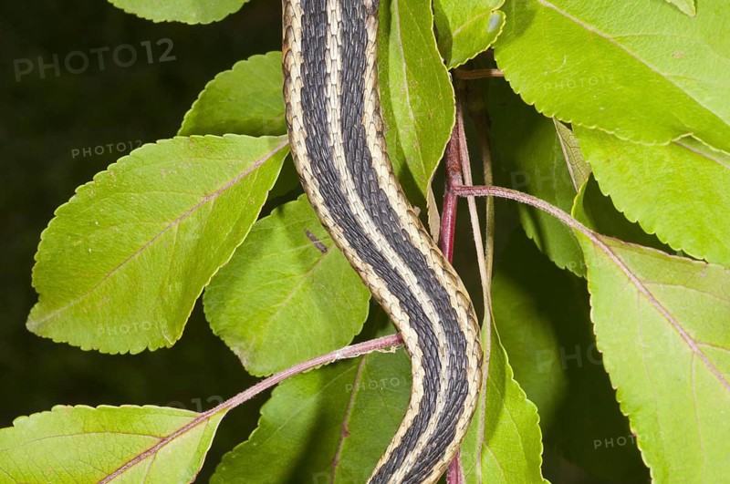 Eastern garter snake