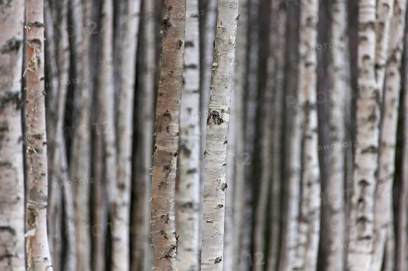 Silver birch