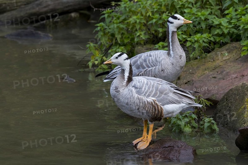 Bar-headed geese