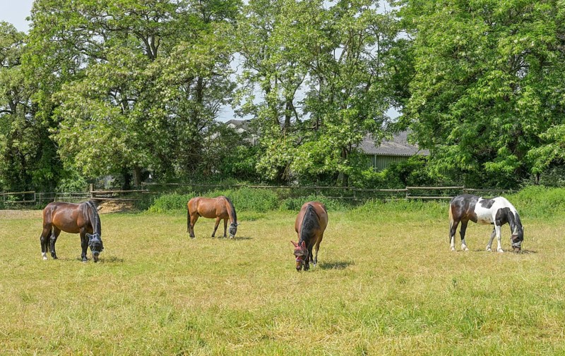 Horses