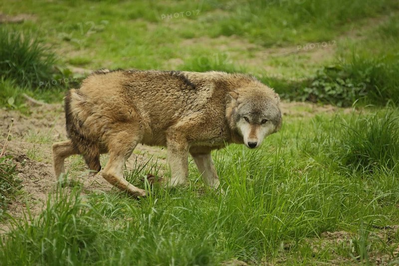 European gray wolf