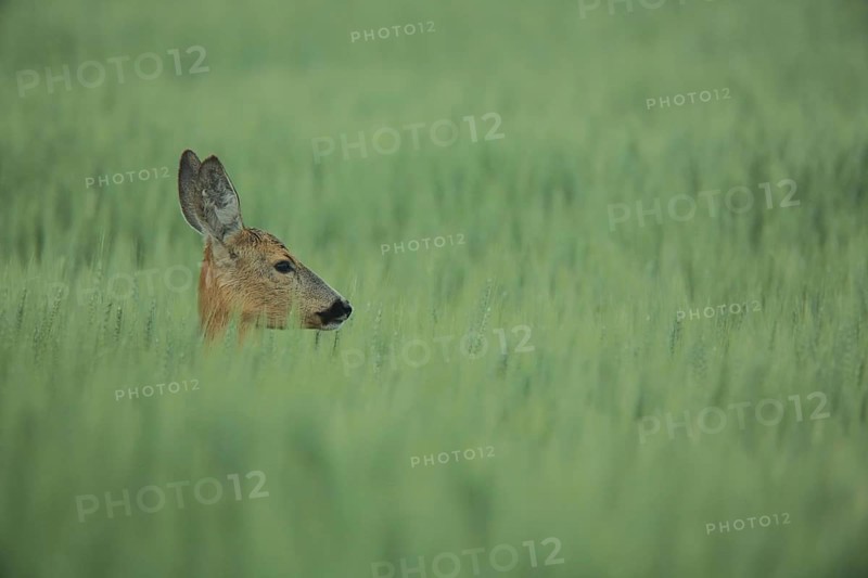 European roe deer