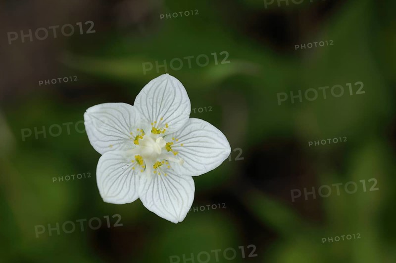Flower with pistil and stigma of marsh grass-of-parnassus