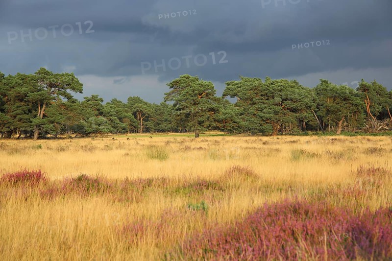 Heathland with grey clouds and light mood