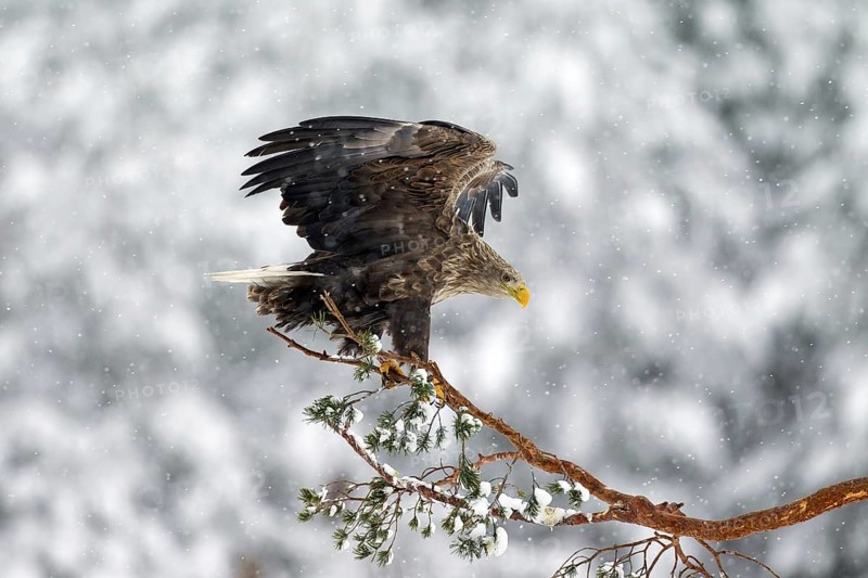 White-tailed Eagle