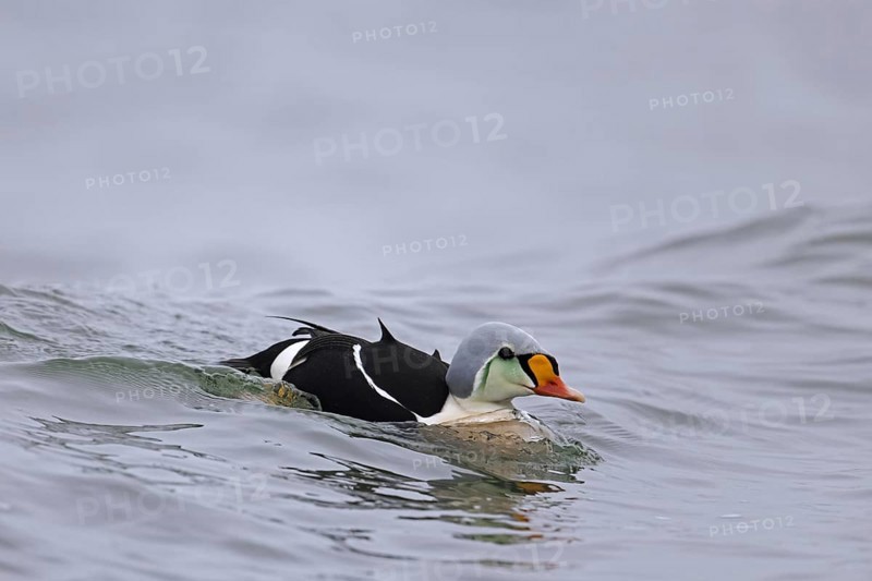King eider