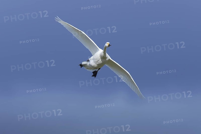 Tundra swan