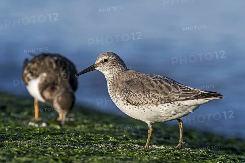Red knot
