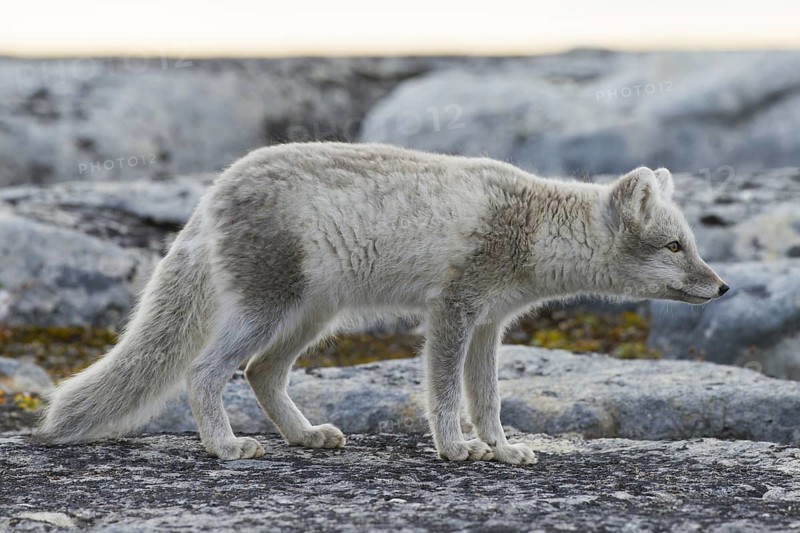 Arctic fox