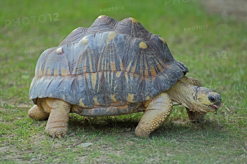Radiated tortoise