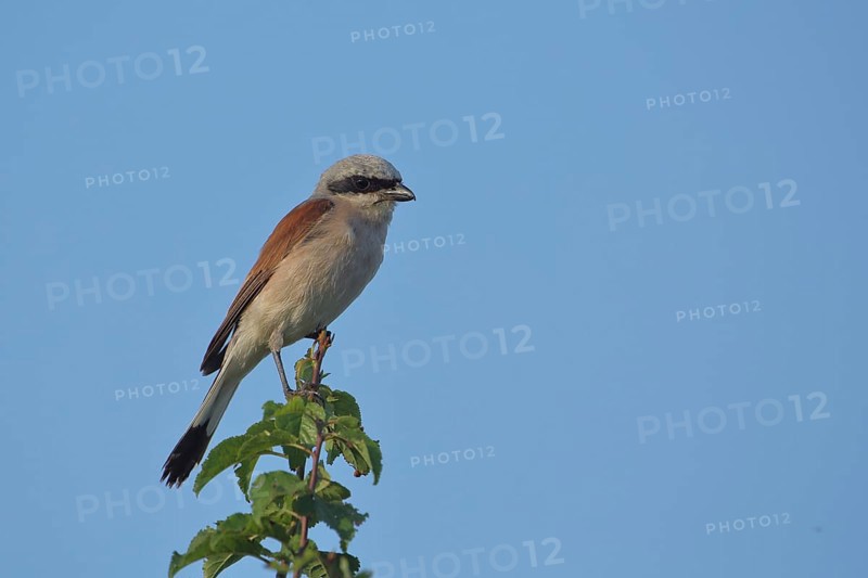 Male Red-backed Shrike