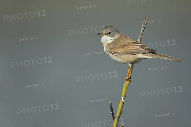 Common whitethroat