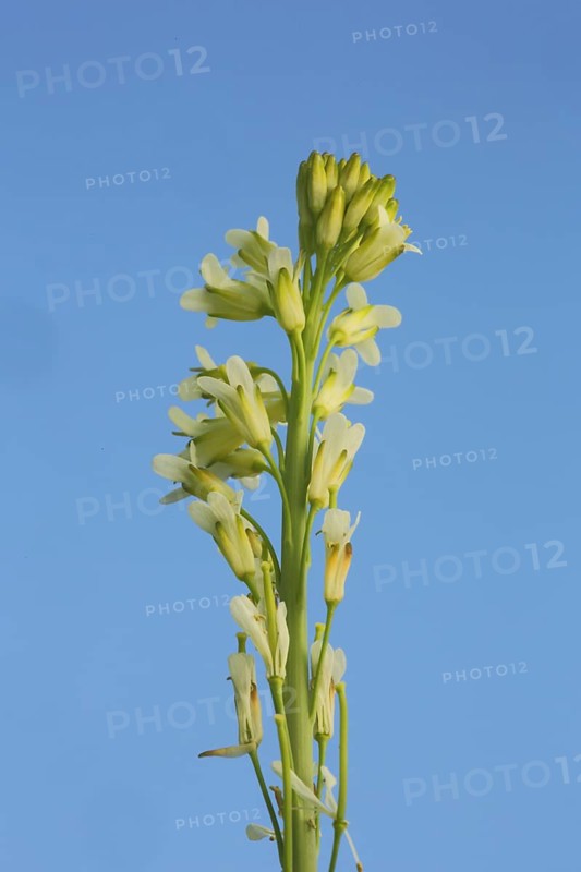 Towercress