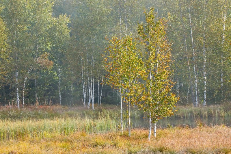 Autumn atmosphere with birch forest on the high moor near Les Ponts-de-Martel