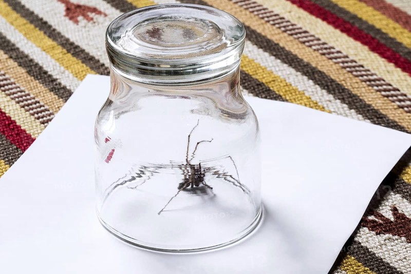 Animal-friendly way to remove giant house spider on carpet in bedroom by trapping in glass and sliding paper underneath before releasing outdoors