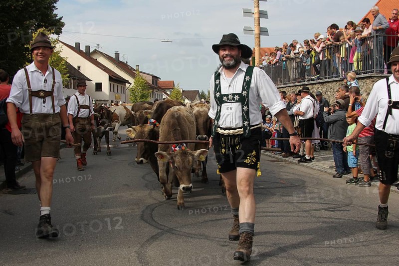 Cattle seperation in the Allgaeu