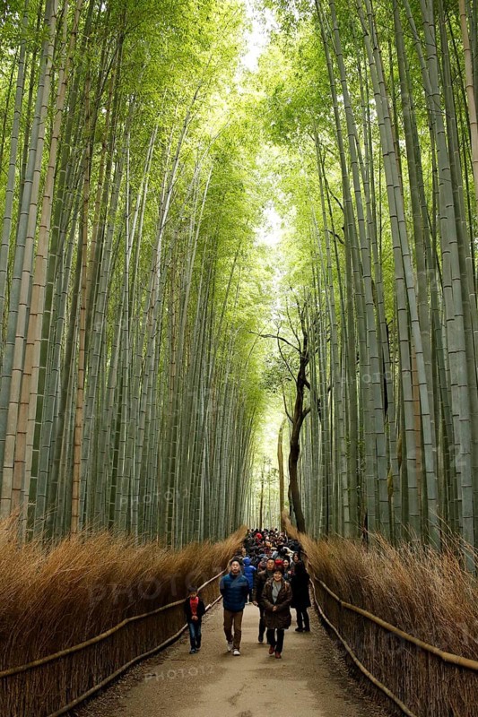 Tourists walking in the Arashiyama bamboo forest in Kyoto