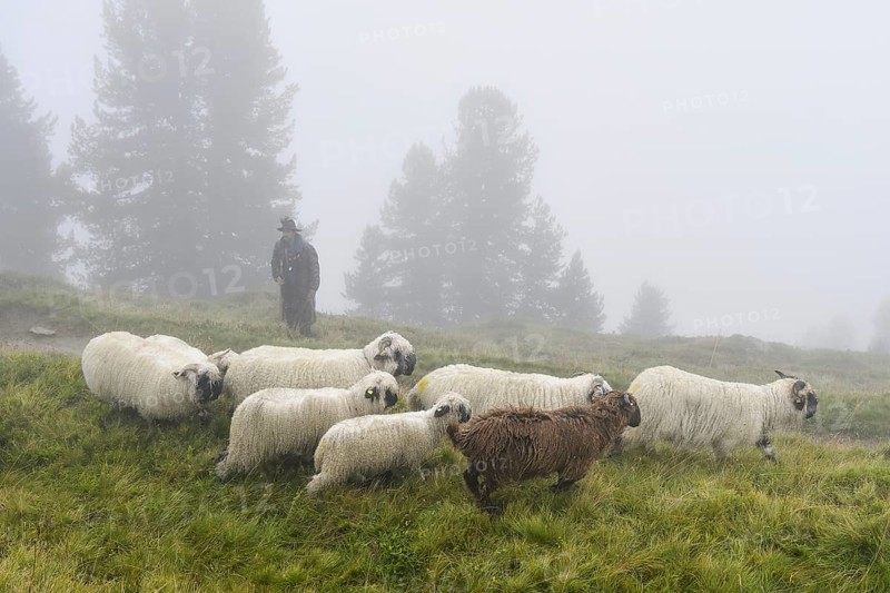 A shepherd with a flock of Valais black-nosed domestic sheep