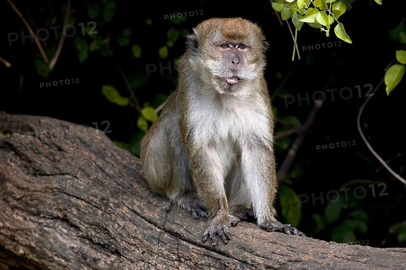 The Crab-eating Macaque