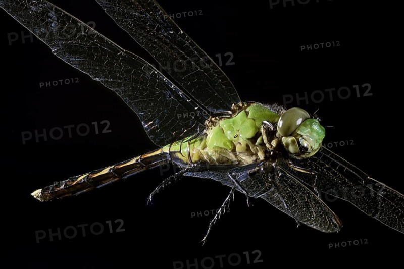 Green Clearwing Dragonfly