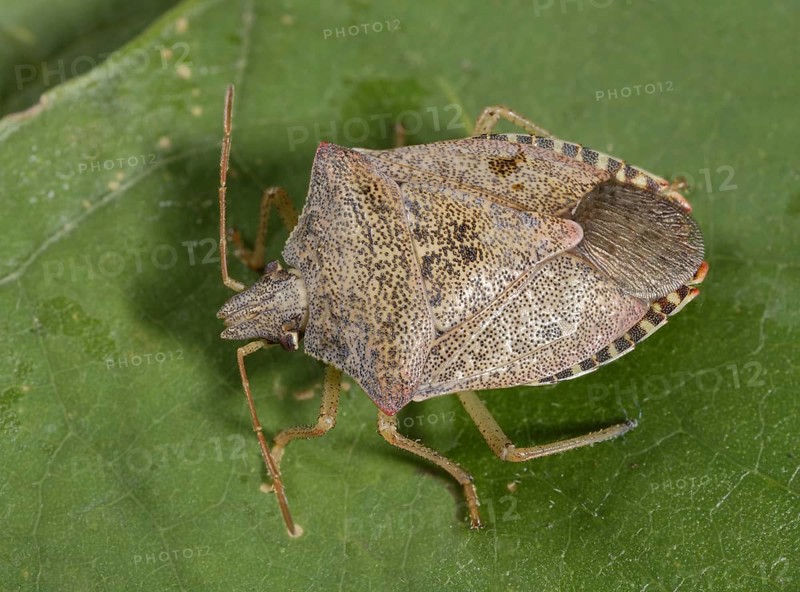 Spined Soldier Bug