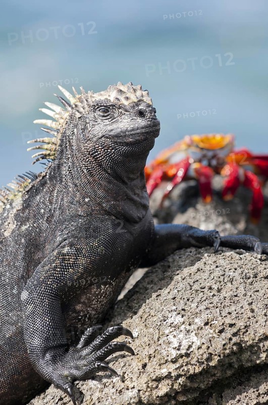 Marine iguana