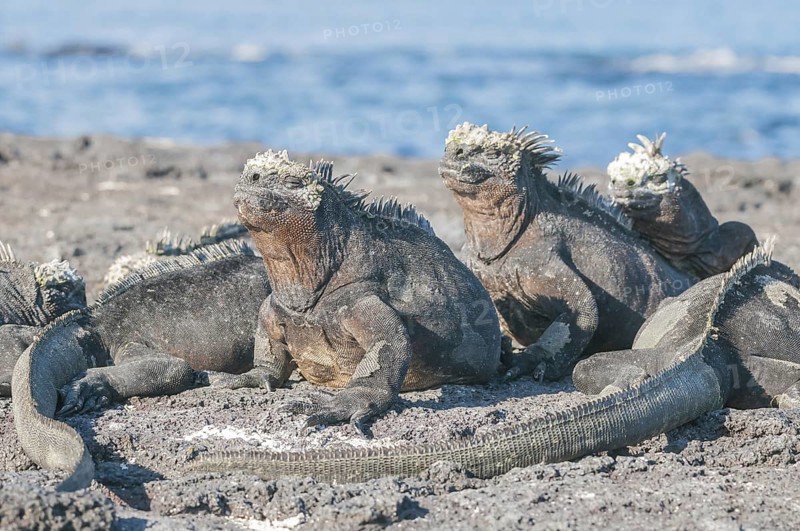 Marine iguana