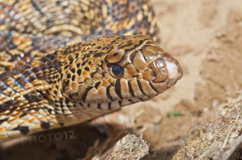 West Texas bull snake