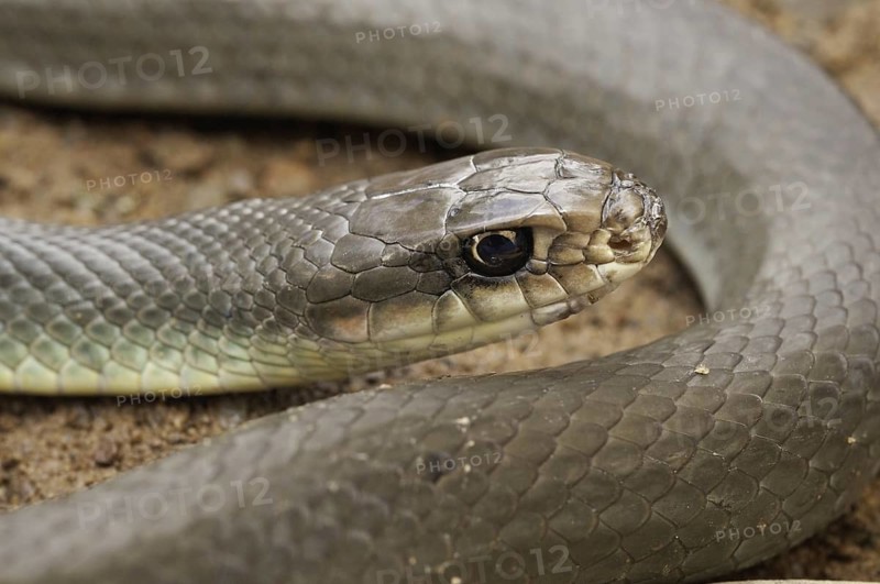 Blue racer