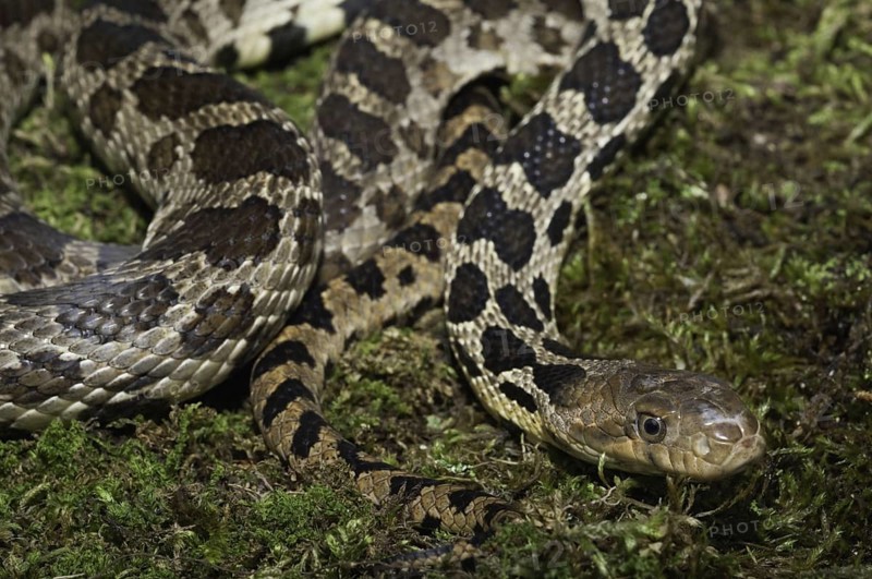 Western fox snake