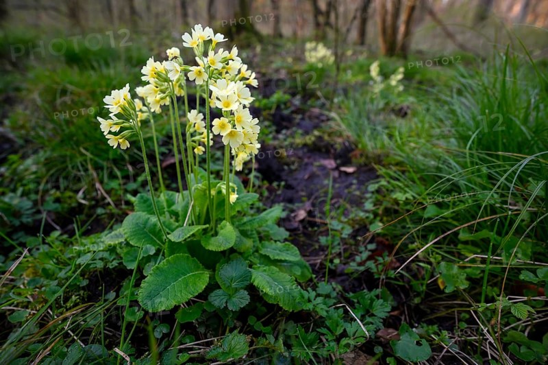 True oxlip