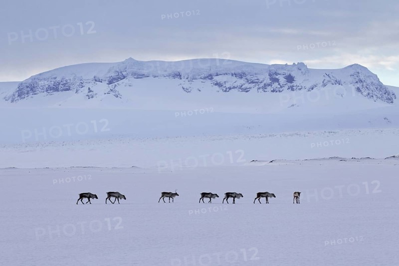 Reindeer