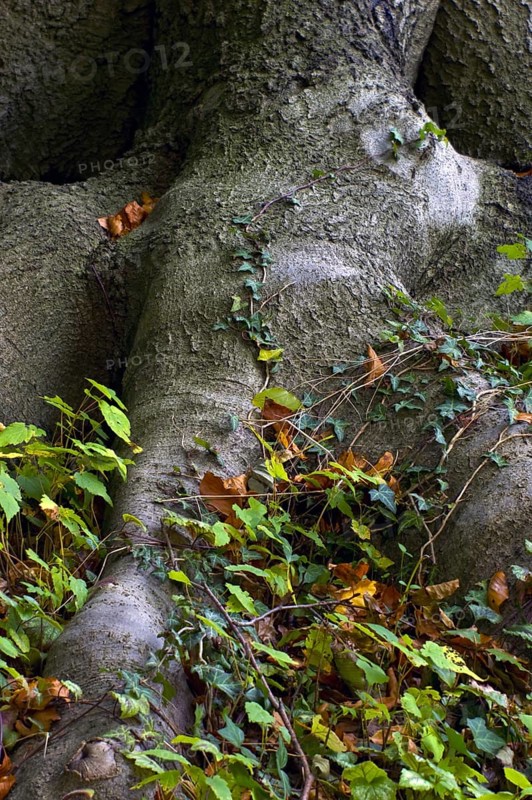 Beech forest in Knoops Park