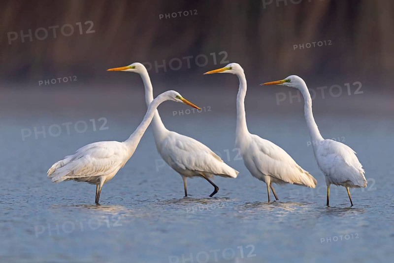 Great egret