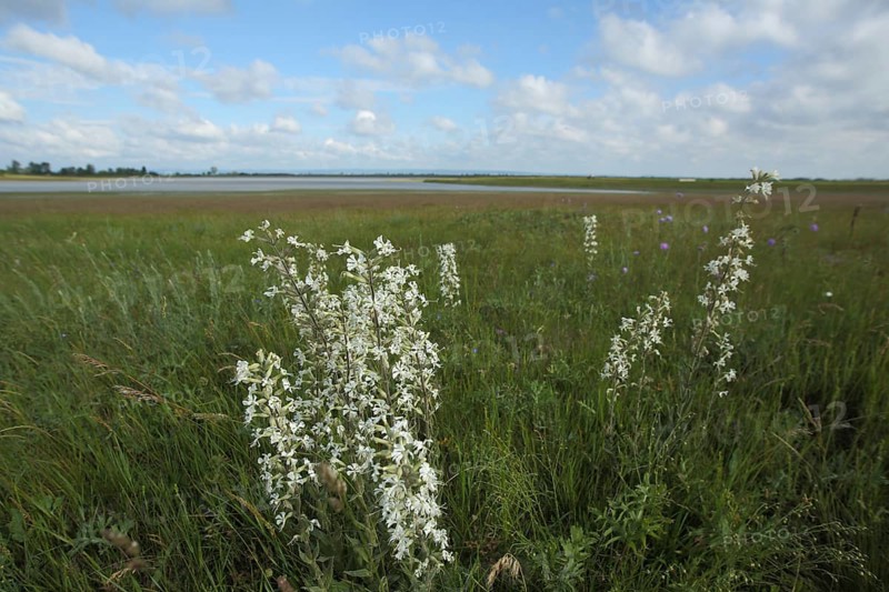 Sticky campion