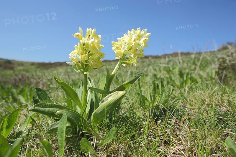 Provence orchid