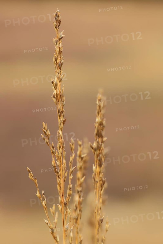 Purple moor grass