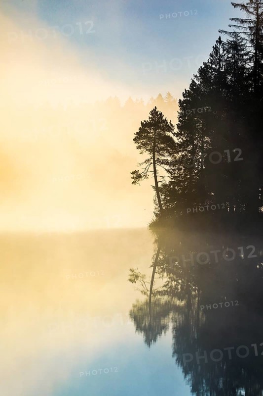 Pine and forest silhouette at sunrise backlit with fog over the bog lake Etang de la Gruere in the canton of Jura
