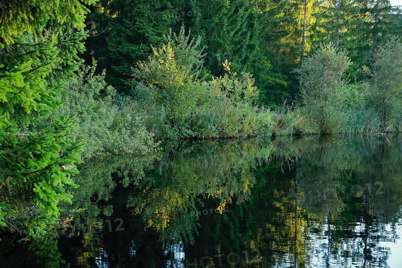 Forest along the shore of the Etang de la Gruere reflected in the still waters of the moor lake