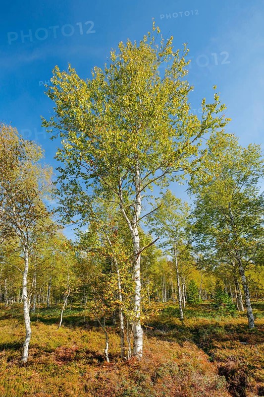 Large birch trees in early autumn with sunshine and blue sky