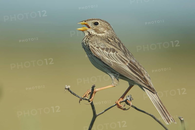 Corn Bunting